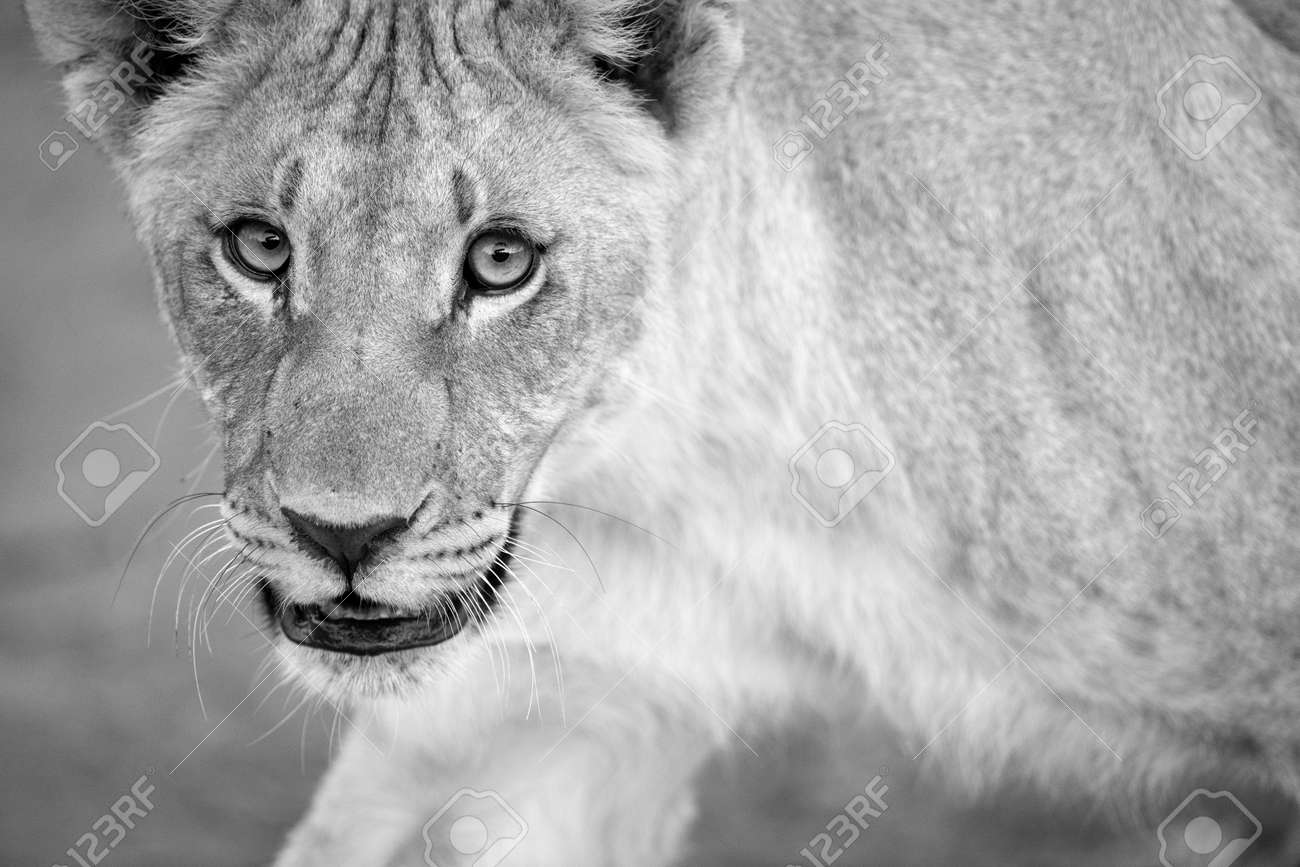 A black and white close up portrait of a walking female lioness looking straight at the camera, taken in the Madikwe Game Reserve, South Africa. - 142555962 A black and white close up portrait of a walking female lioness looking straight at the camera, taken in the Madikwe Game Reserve, South Africa. - 142555962