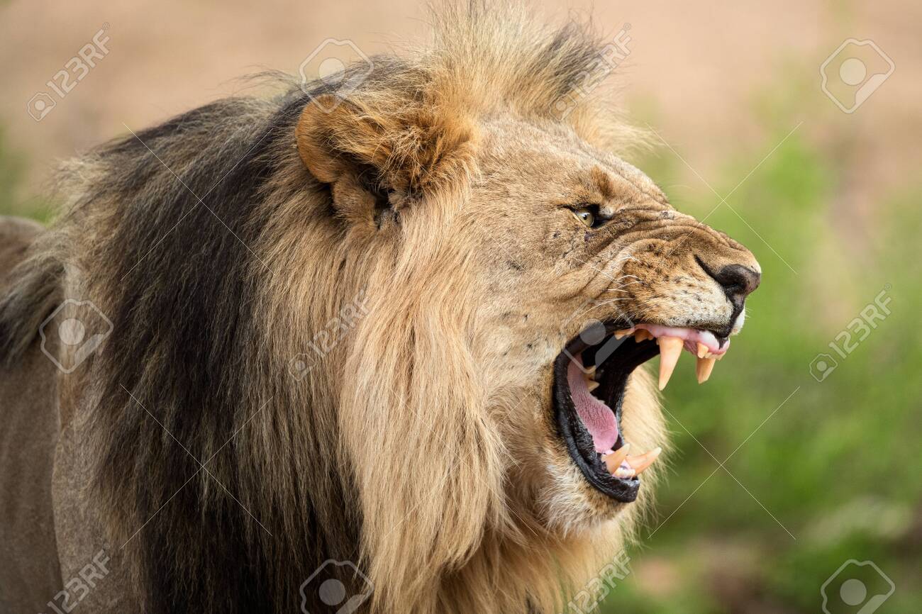 A close up dramatic profile portrait of a growling male lion, with its mouth wide open and teeth bared, taken in the Madikwe Game Reserve, South Africa. - 142555963 A close up dramatic profile portrait of a growling male lion, with its mouth wide open and teeth bared, taken in the Madikwe Game Reserve, South Africa. - 142555963