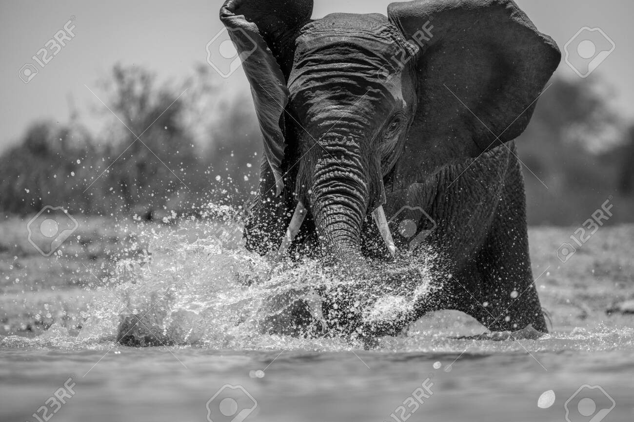 A close up black and white action portrait of a swimming elephant, splashing, playing and drinking in a waterhole at the Madikwe Game Reserve, South Africa. - 142555972 A close up black and white action portrait of a swimming elephant, splashing, playing and drinking in a waterhole at the Madikwe Game Reserve, South Africa. - 142555972