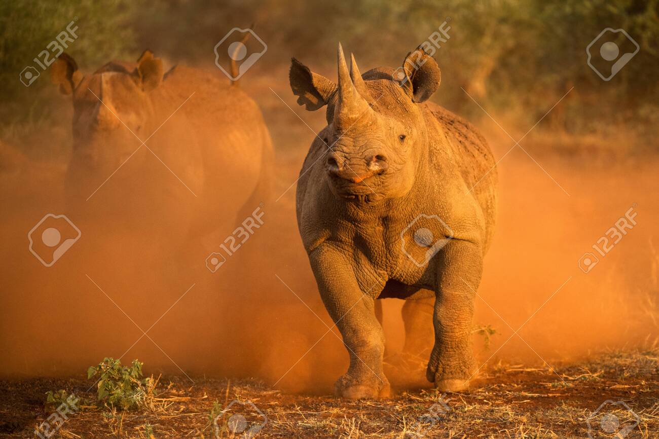An action photograph of two female black rhinos charging at the game vehicle, kicking up red dust at sunrise, taken in the Madikwe game Reserve, South Africa. - 142555984 An action photograph of two female black rhinos charging at the game vehicle, kicking up red dust at sunrise, taken in the Madikwe game Reserve, South Africa. - 142555984