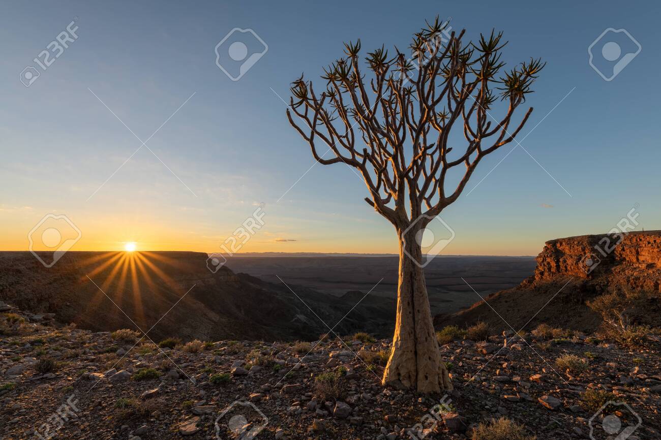 A moody sunrise landscape taken on top of the arid and stark Fish River Canyon, Namibia, with an ancient Quiver Tree in the foreground, and a golden sunburst against a blue sky on the horizon. - 142556026 A moody sunrise landscape taken on top of the arid and stark Fish River Canyon, Namibia, with an ancient Quiver Tree in the foreground, and a golden sunburst against a blue sky on the horizon. - 142556026