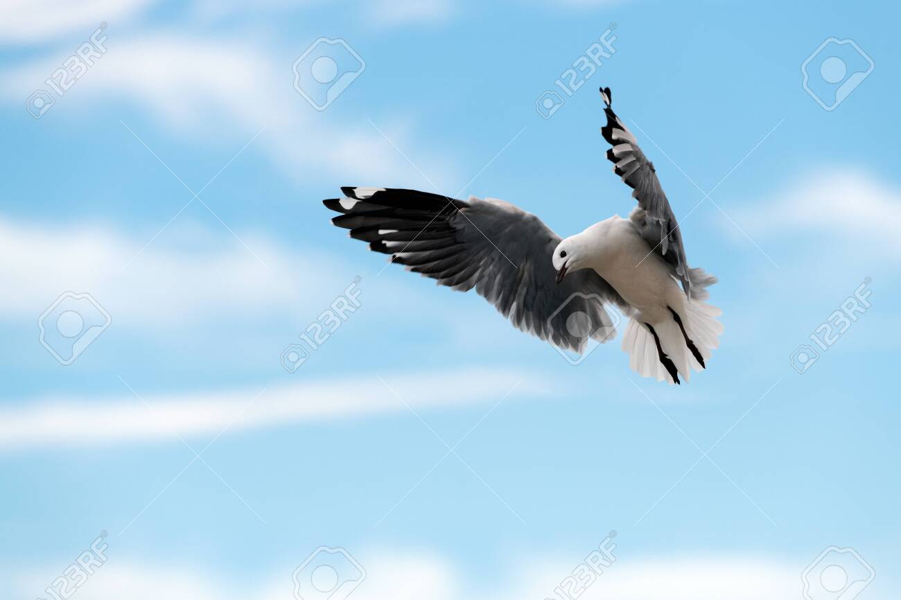 A close up action photograph of a seagull in flight against a blue sky with white clouds, taken in Port Nolloth, South Africa. - 142556644 A close up action photograph of a seagull in flight against a blue sky with white clouds, taken in Port Nolloth, South Africa. - 142556644