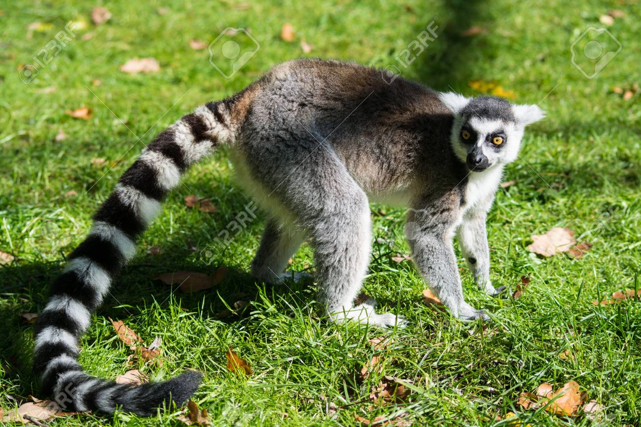 Alla va Kuzya jinsiy aloqada Univers serialidan onlayn tomosha qilish