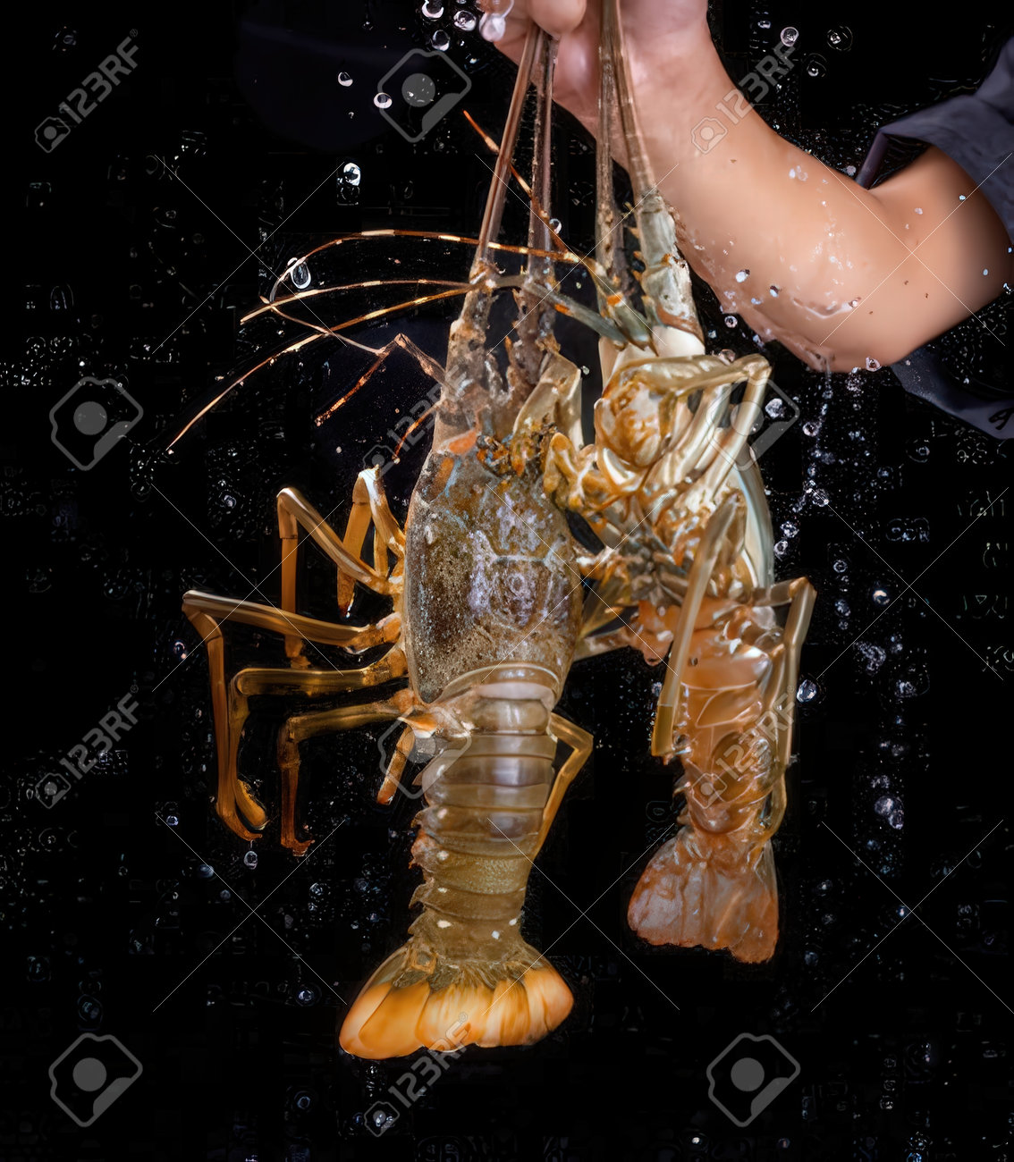 etiam-dictum-ipsum-a-felis