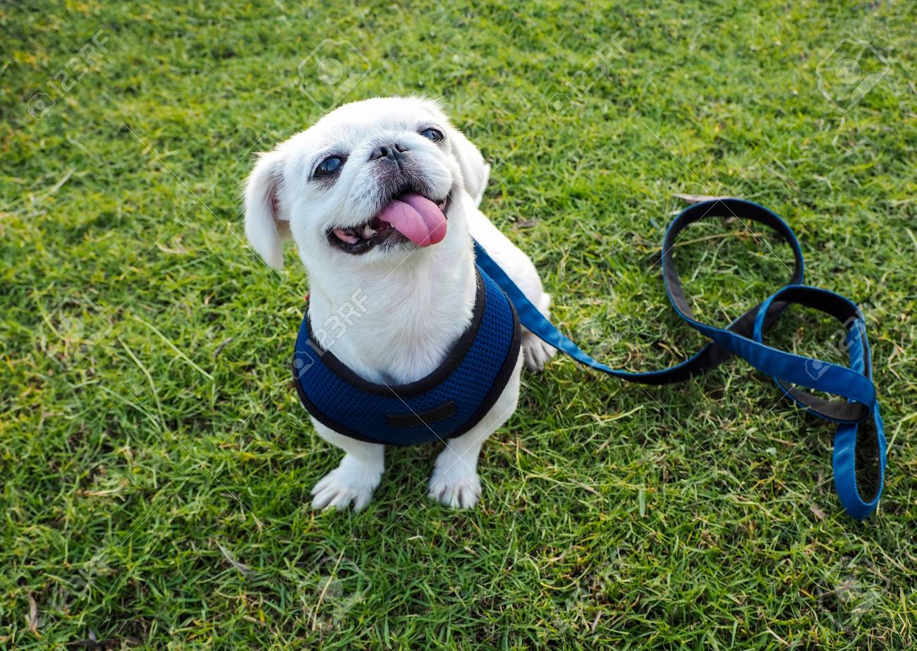 The White Pug Dog With Leash Sitting On The Green Grass Waiting Command Stock Photo Picture And Royalty Free Image Image The White Pug Dog With Leash Sitting On The Green Grass Waiting Command Stock Photo Picture And Royalty Free Image Image