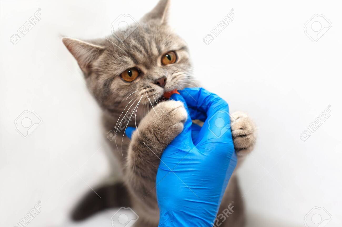 Cute kitten getting a pill from veterinarians hand over light background. Gray kitten visiting vet for check up. Veterinarian doctor giving a pill for deworming a cat - 119832375 Cute kitten getting a pill from veterinarians hand over light background. Gray kitten visiting vet for check up. Veterinarian doctor giving a pill for deworming a cat - 119832375
