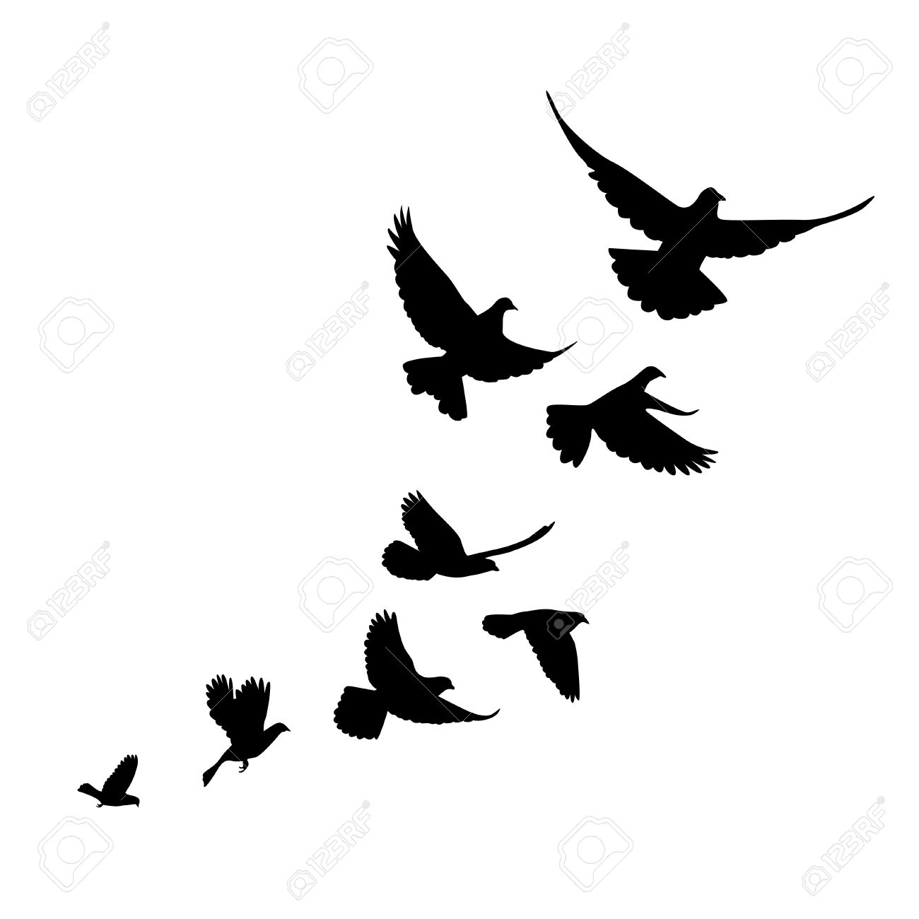 A flock of birds pigeons go up. Black silhouette on a white background. - 52727043 A flock of birds pigeons go up. Black silhouette on a white background. - 52727043