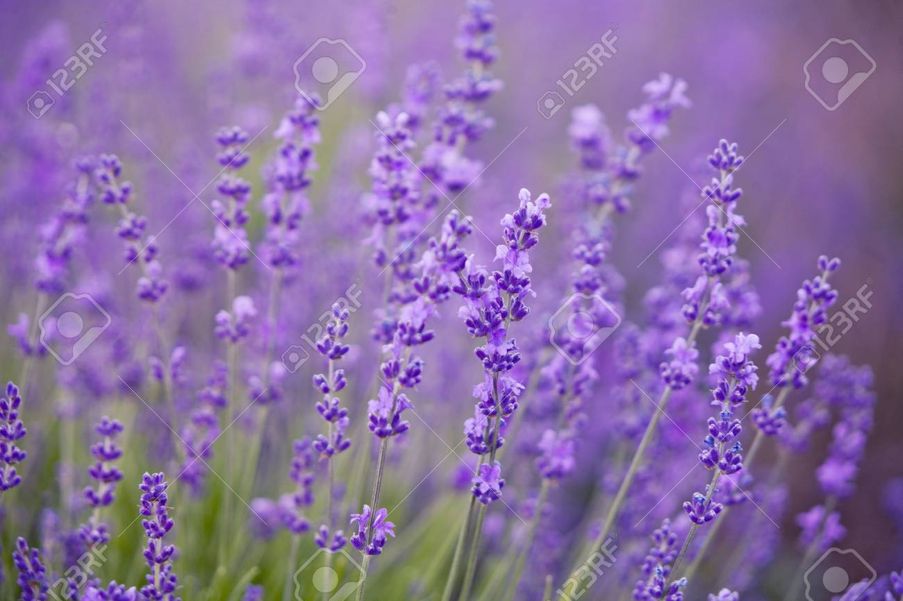 ラベンダー ライラック色の花 花 自然の背景 の写真素材 画像素材 Image