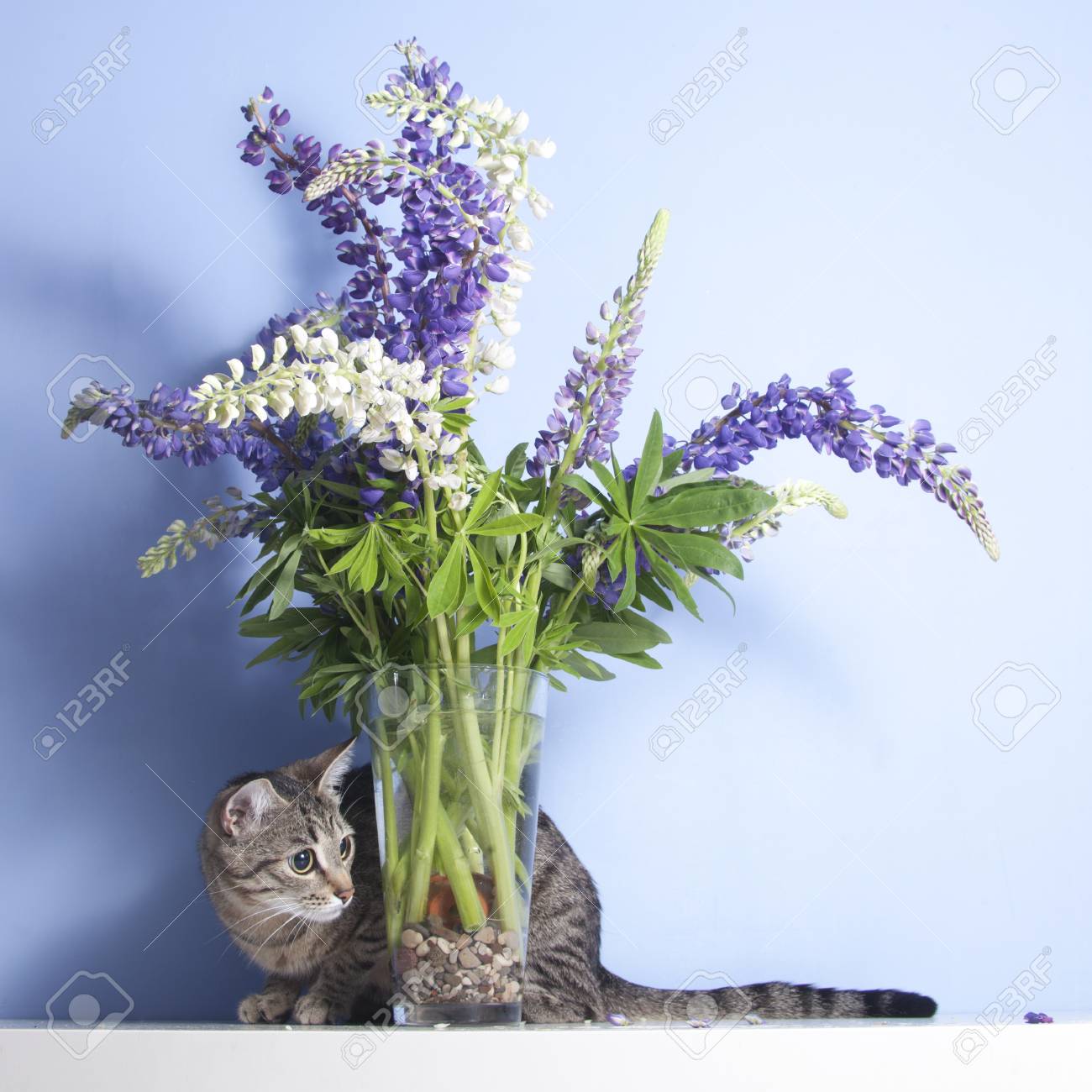 lupine cat