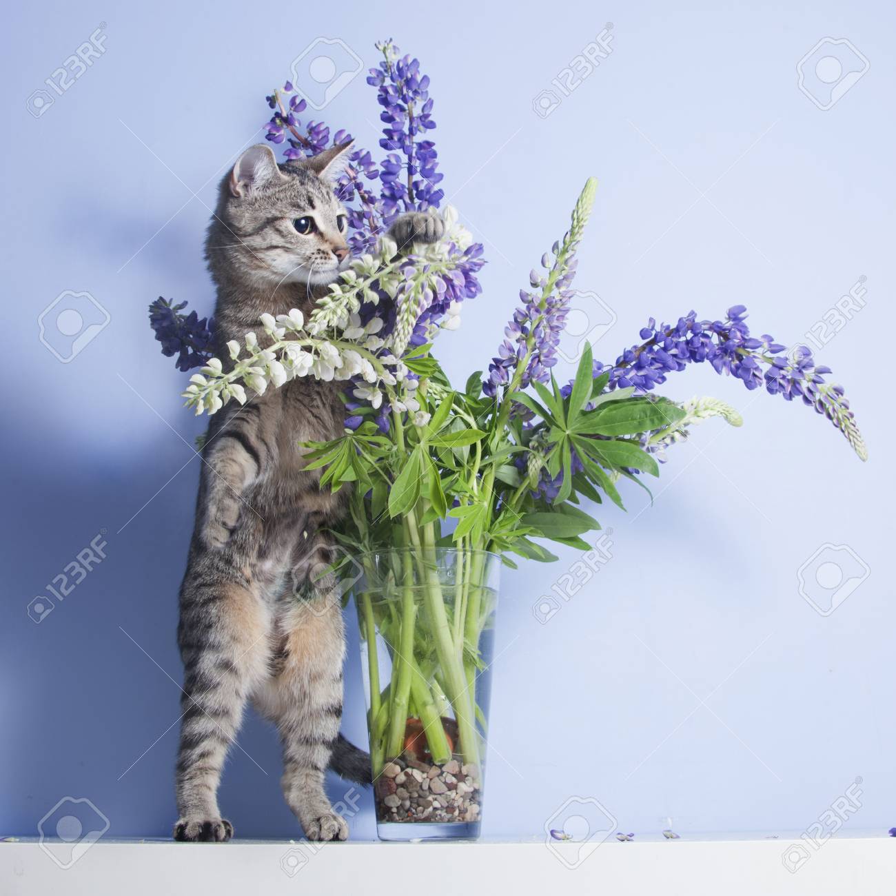 ルピナスの花の花瓶を果たしている好奇心かわいいトラ猫 の写真素材 画像素材 Image