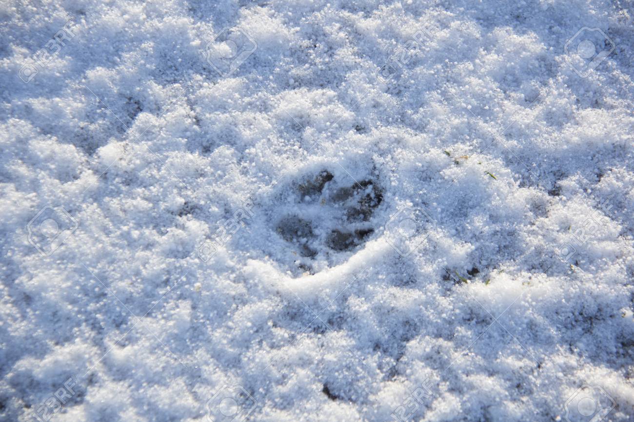 雪の中の犬の動物の足跡のテクスチャ の写真素材 画像素材 Image 雪の中の犬の動物の足跡のテクスチャ の写真素材 画像素材 Image