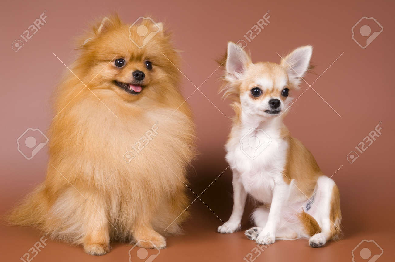 speedy sift litter box