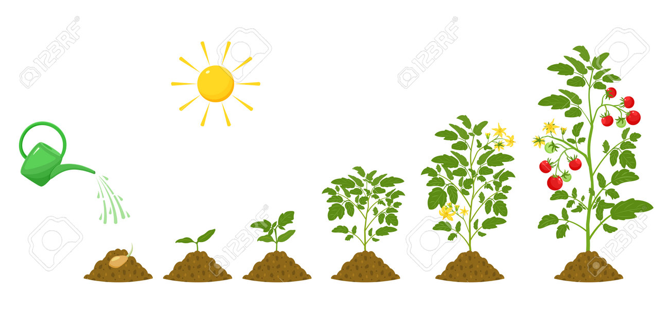 Stages Of Germination Poster by Science Source - Science Source Prints, image size:1300x605