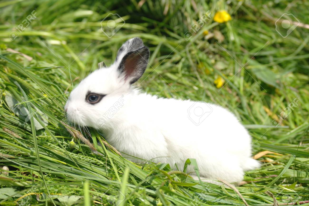 White Baby Rabbit On The Grass Stock Photo Picture And Royalty Free Image Image