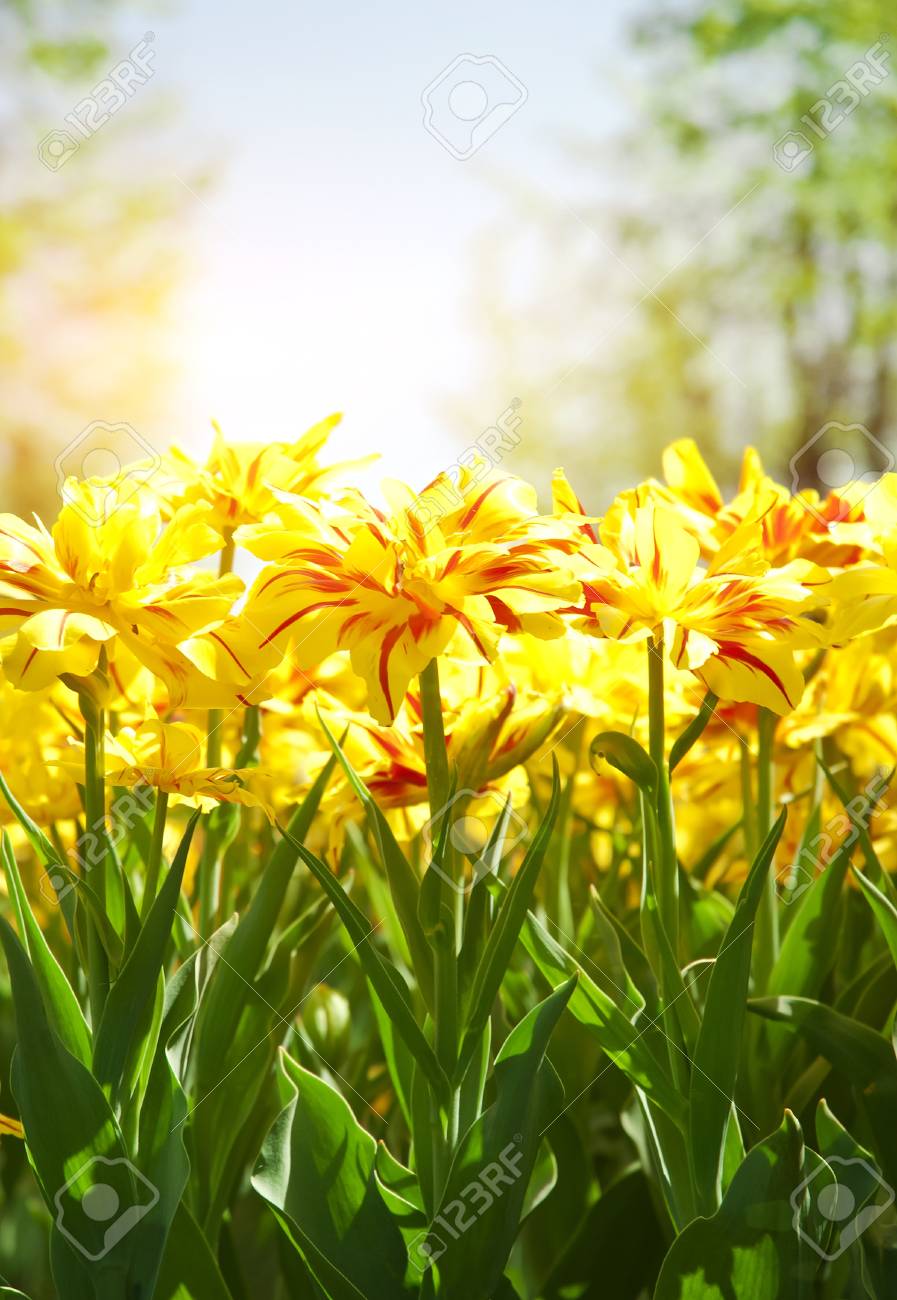 Spring background with beautiful yellow tulips in soft focus - 17138129 Spring background with beautiful yellow tulips in soft focus - 17138129