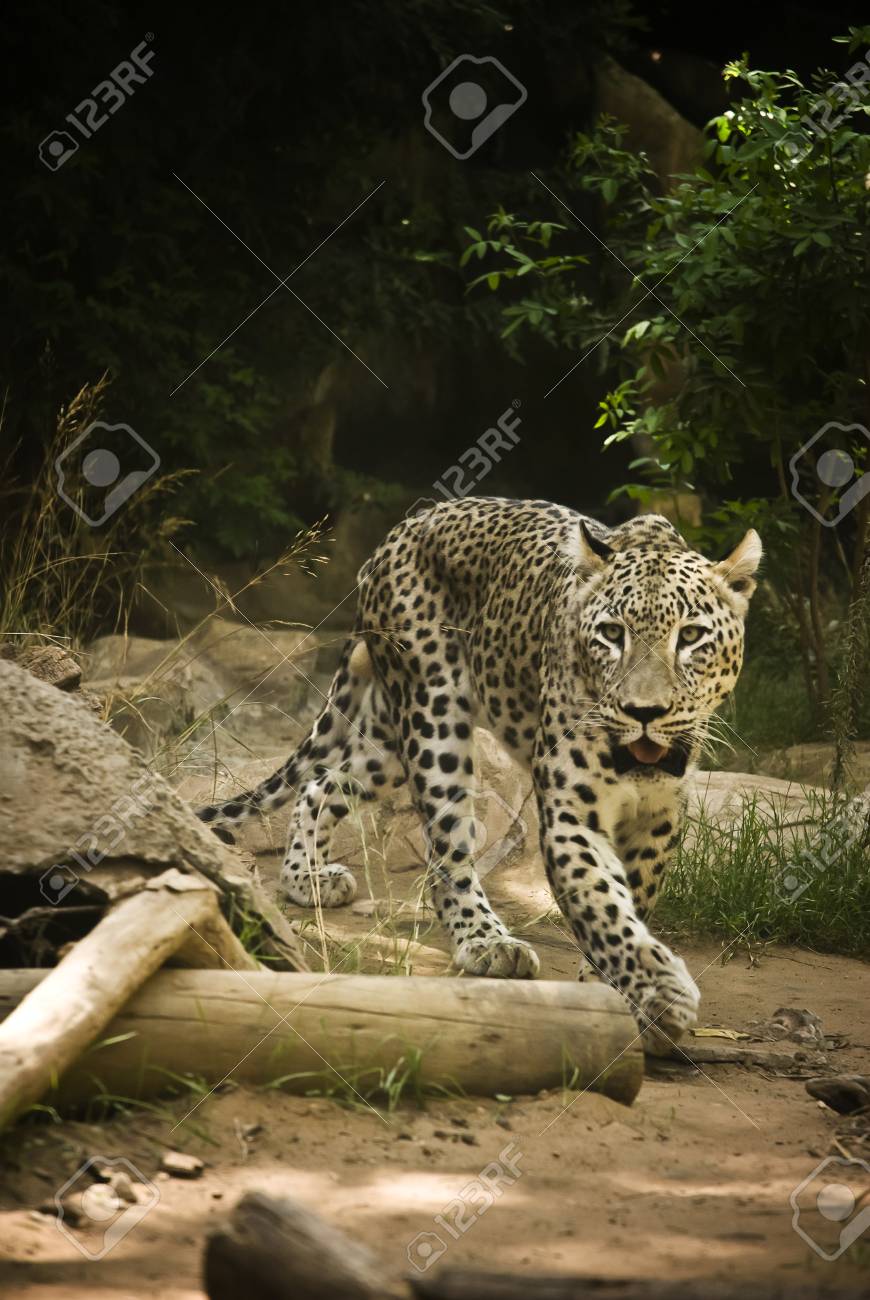 アフリカのヒョウ ヒョウ の写真素材 画像素材 Image アフリカのヒョウ ヒョウ の写真素材 画像素材 Image