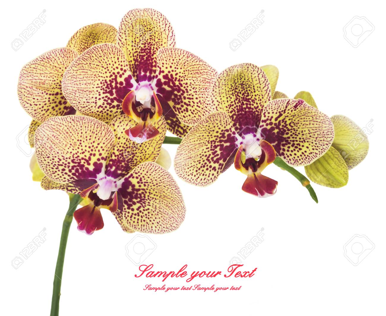 orquídea flores de orquídeas hermosas flores de orquídeas aislados