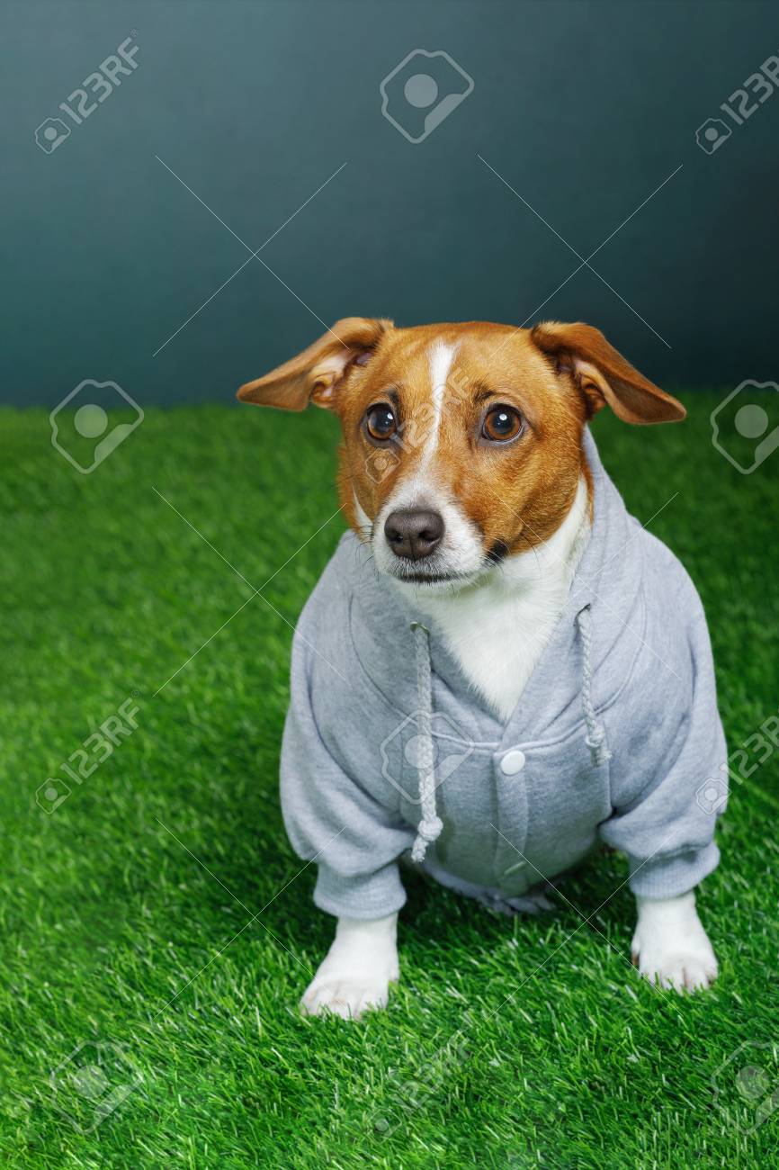 dog dressed like alligator