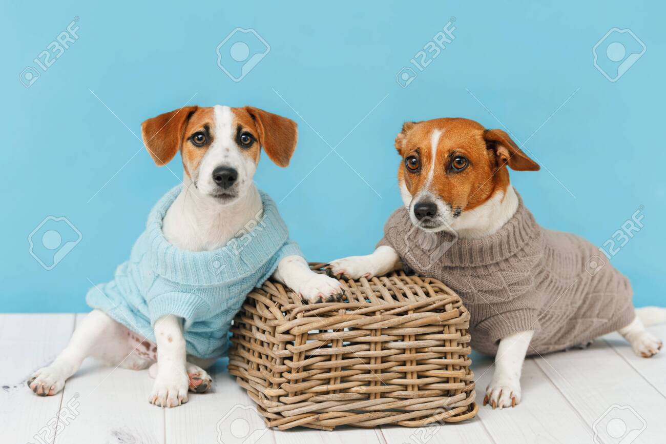 Portrait Of Cute Dogs In Knitted Blouses Studio Photo Of Jack