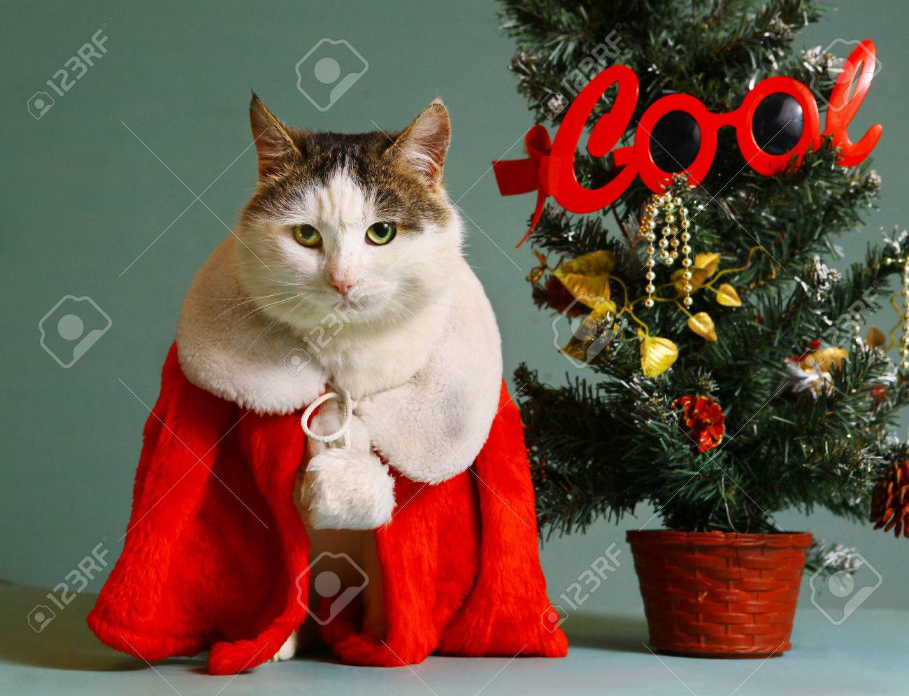 Chat Frais De Tom En Pere Noel Vetement Manteau Blanc Sit Col De Fourrure A Cote Petit Arbre De Noel En Pot Banque D Images Et Photos Libres De Droits Image