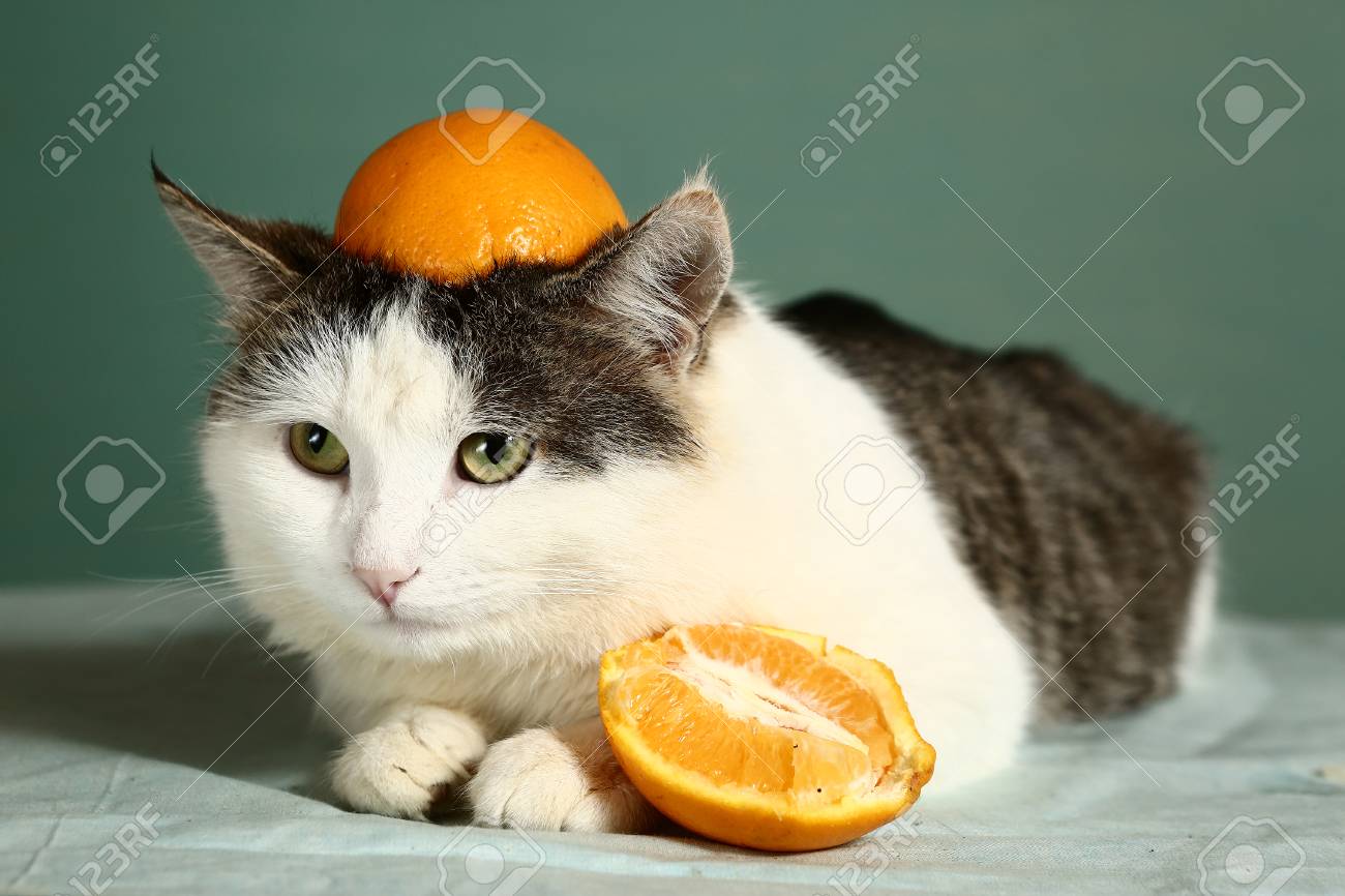 etiam-dictum-ipsum-a-felis