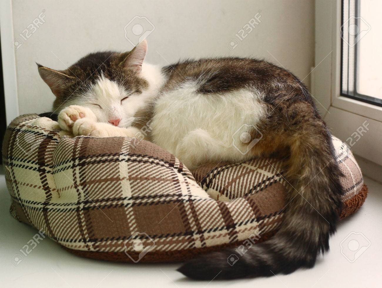 cat sleeping bed