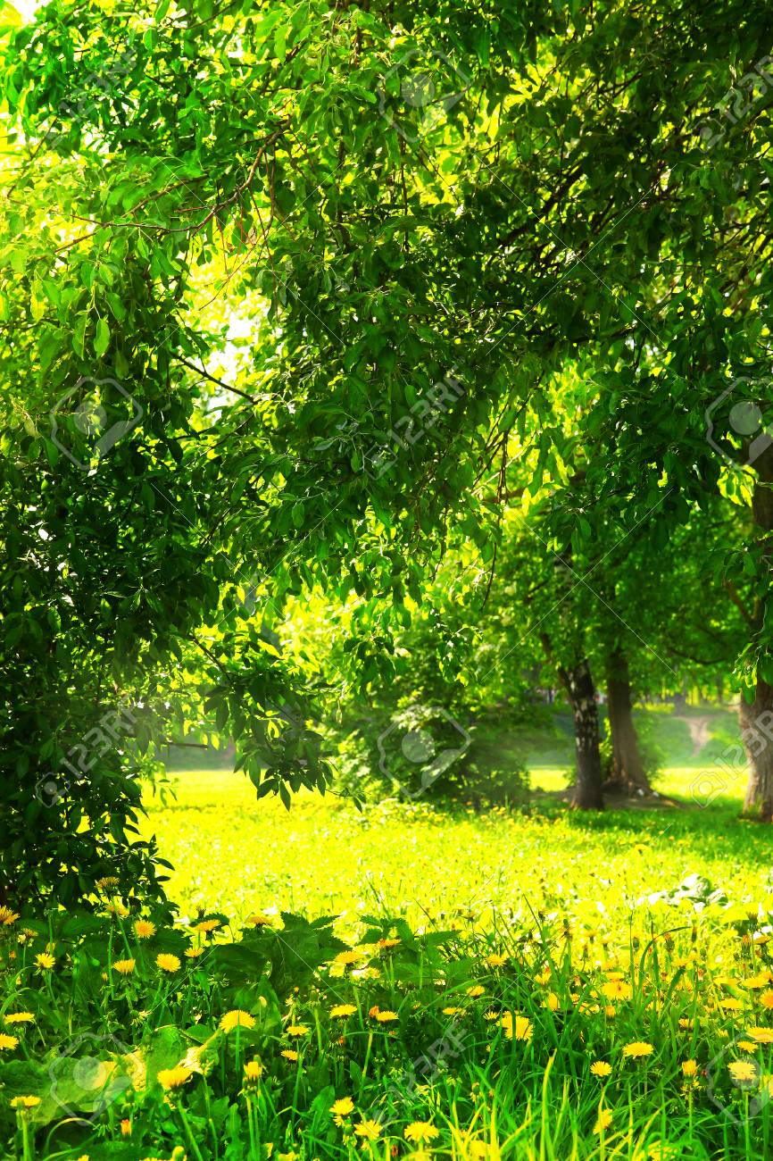 夏の花咲く緑の木々 や芝生公園の晴れた日の写真 の写真素材 画像素材 Image 夏の花咲く緑の木々 や芝生公園の晴れた日の写真 の写真素材 画像素材 Image