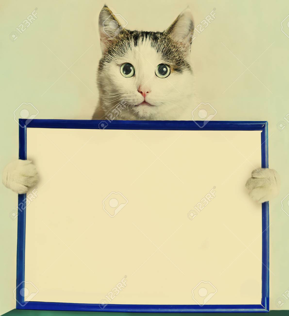 67796179-cat-close-up-portrait-hold-blue