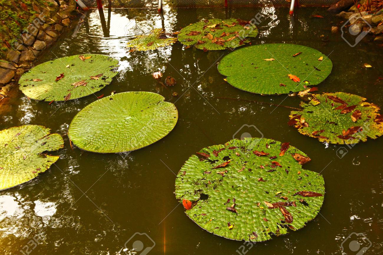 睡蓮の葉の写真をすぐに池の表面に の写真素材 画像素材 Image