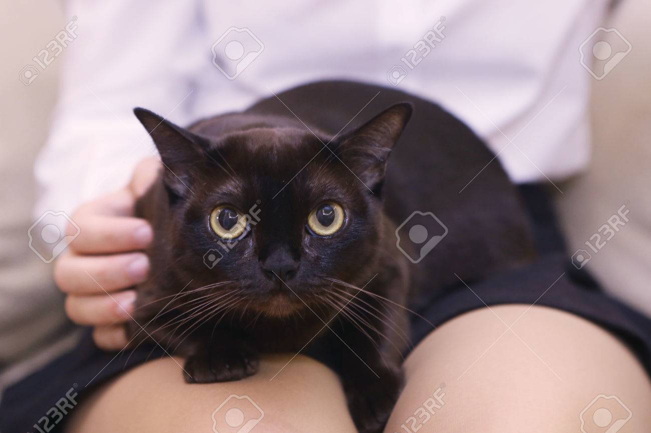American Burmese Black Cat On Human Laps Close Up Photo Stock Photo Picture And Royalty Free Image Image American Burmese Black Cat On Human Laps Close Up Photo Stock Photo Picture And Royalty Free Image Image