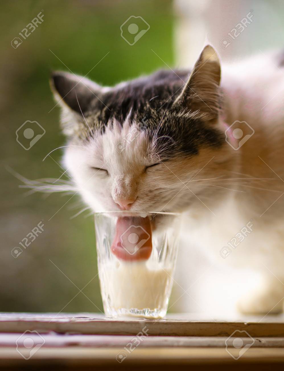 cat drinking milk
