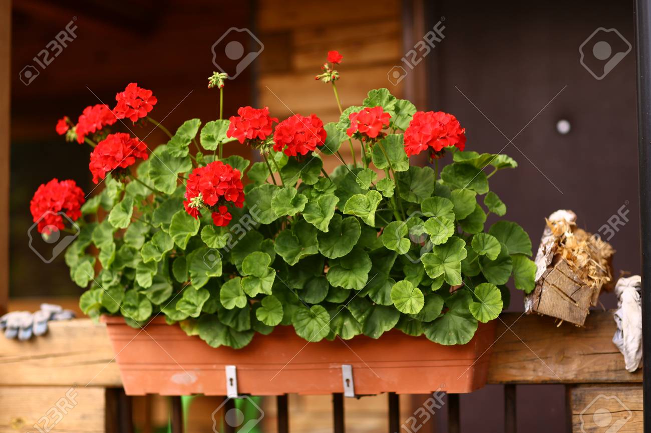 flower box with geranium