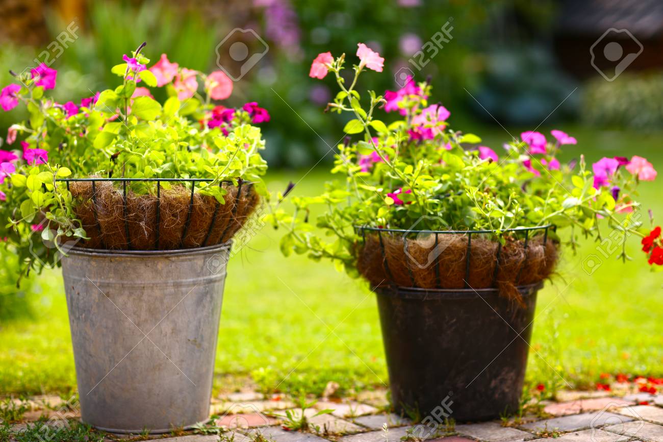 flower box with geranium