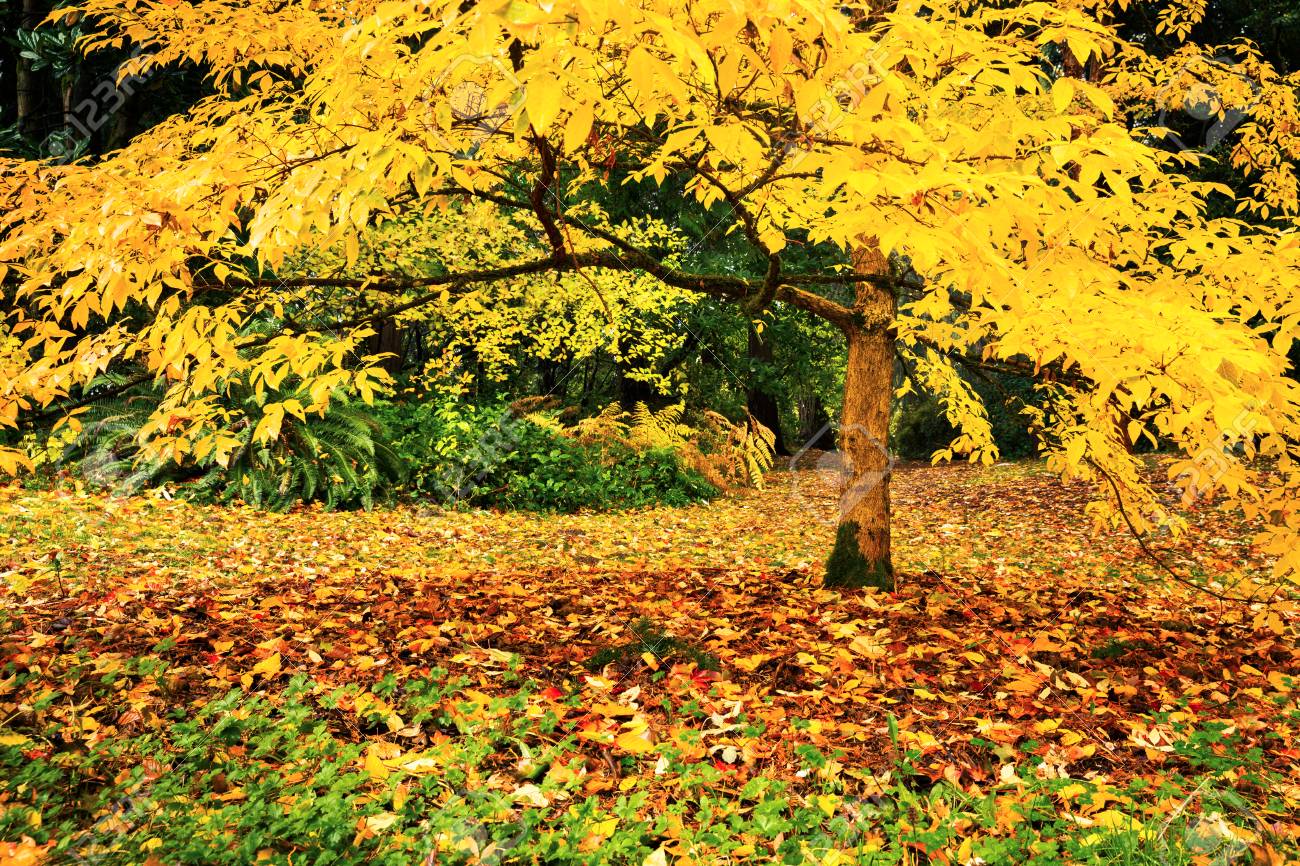 シアトルのワシントンパーク植物園の黄色い紅葉の木 の写真素材 画像素材 Image