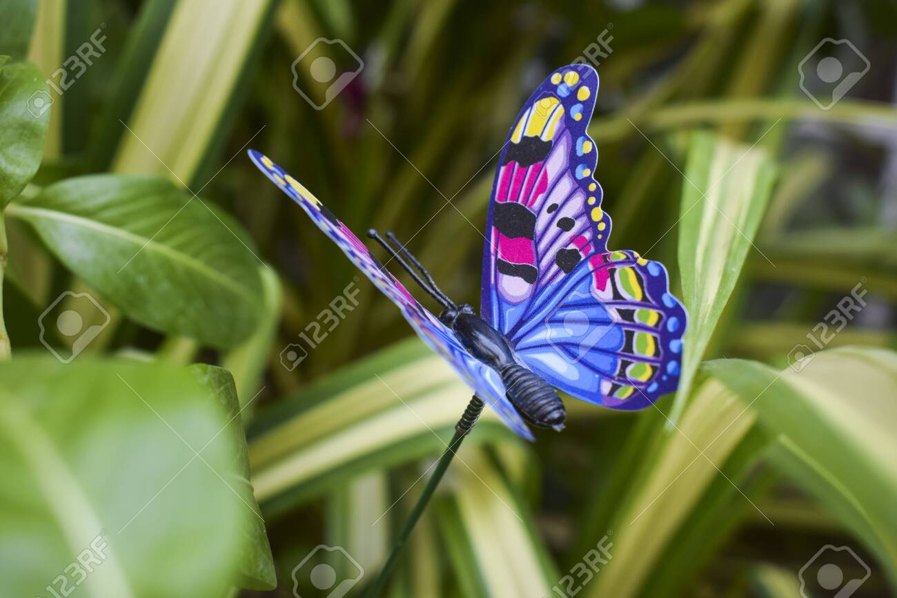 写真素材 創造素材 昆虫/蝶