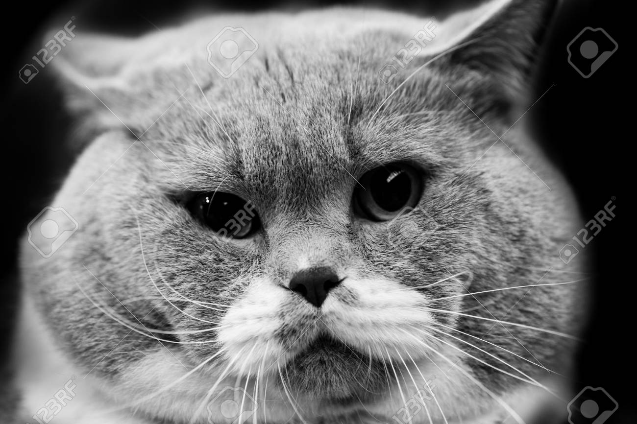Cute cat black and white animals portraits