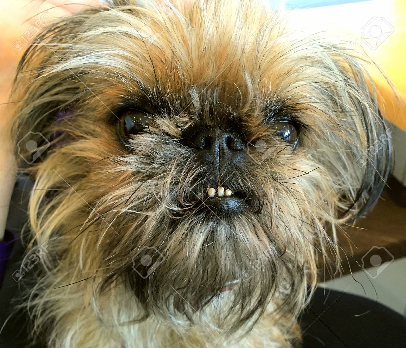 etiam-dictum-ipsum-a-felis