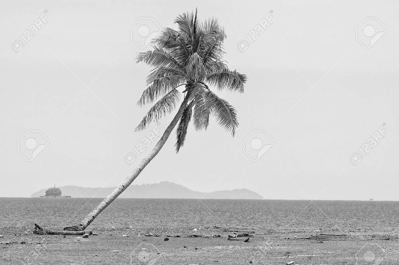 Le Cocotier En Noir Et Blanc A La Plage De La Mer De Chine Meridionale Avec Espace Copie Banque D Images Et Photos Libres De Droits Image