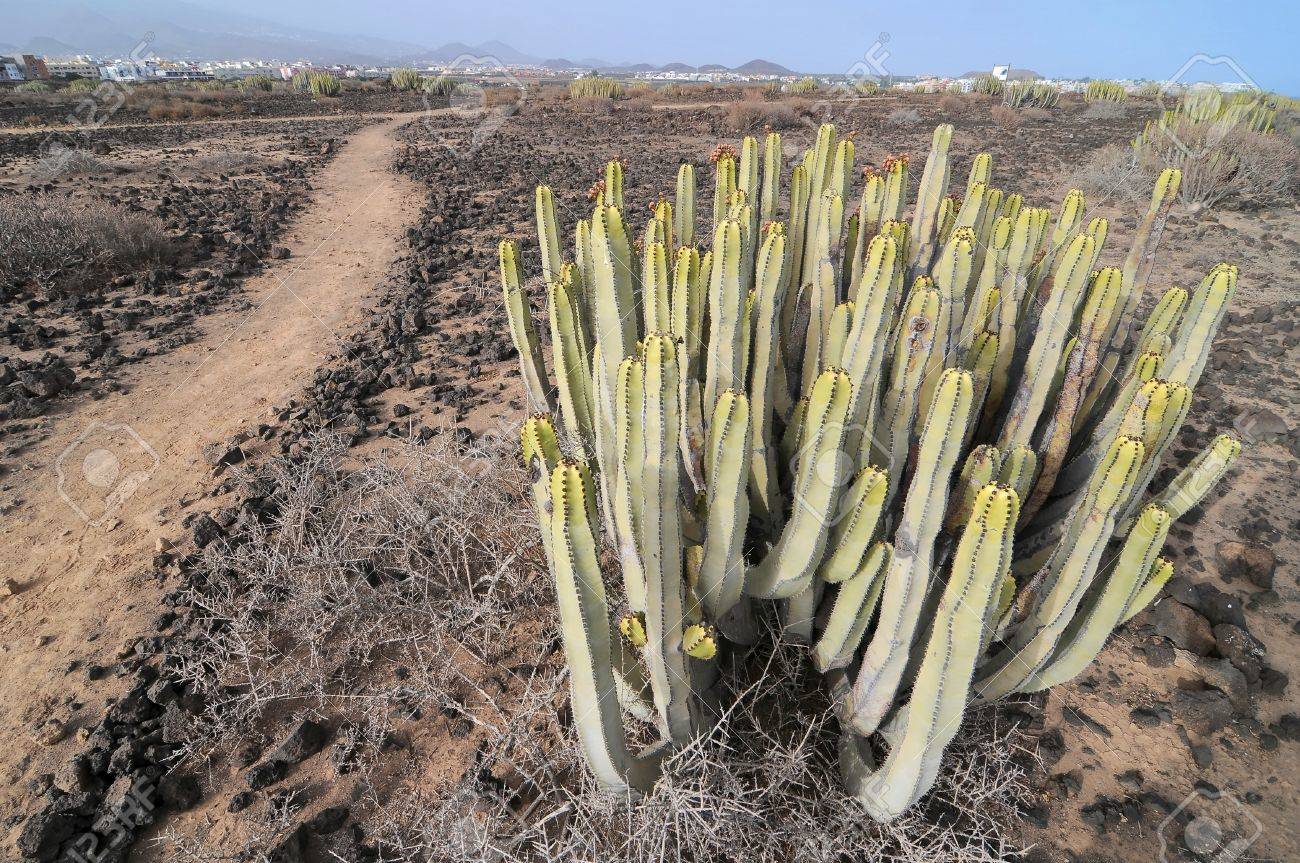 カナリア諸島 スペインの砂漠で多肉植物のサボテンの植物 の写真素材 画像素材 Image カナリア諸島 スペインの砂漠で多肉植物のサボテンの植物 の写真素材 画像素材 Image
