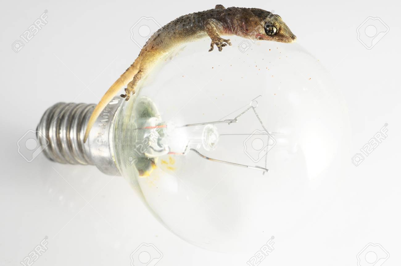 gecko light bulb
