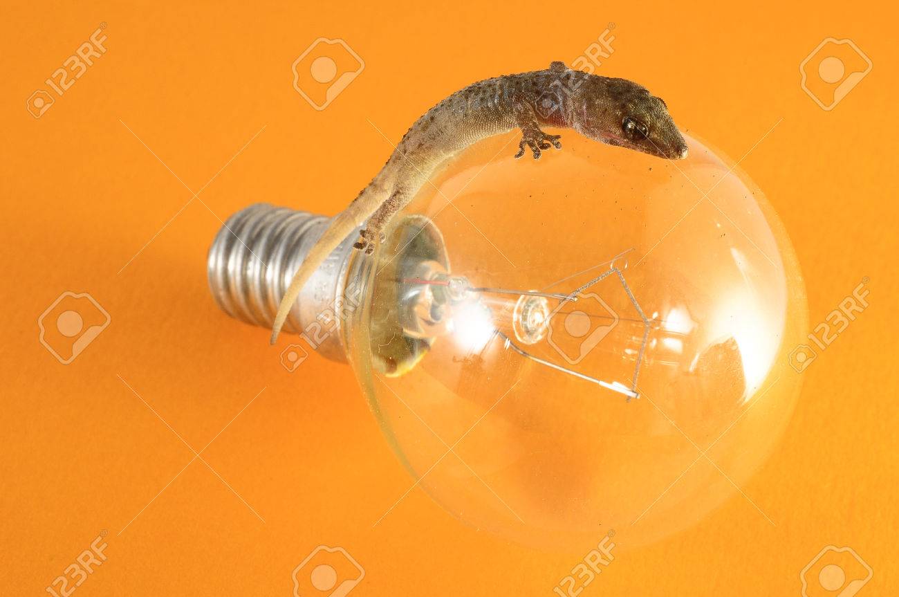 gecko light bulb