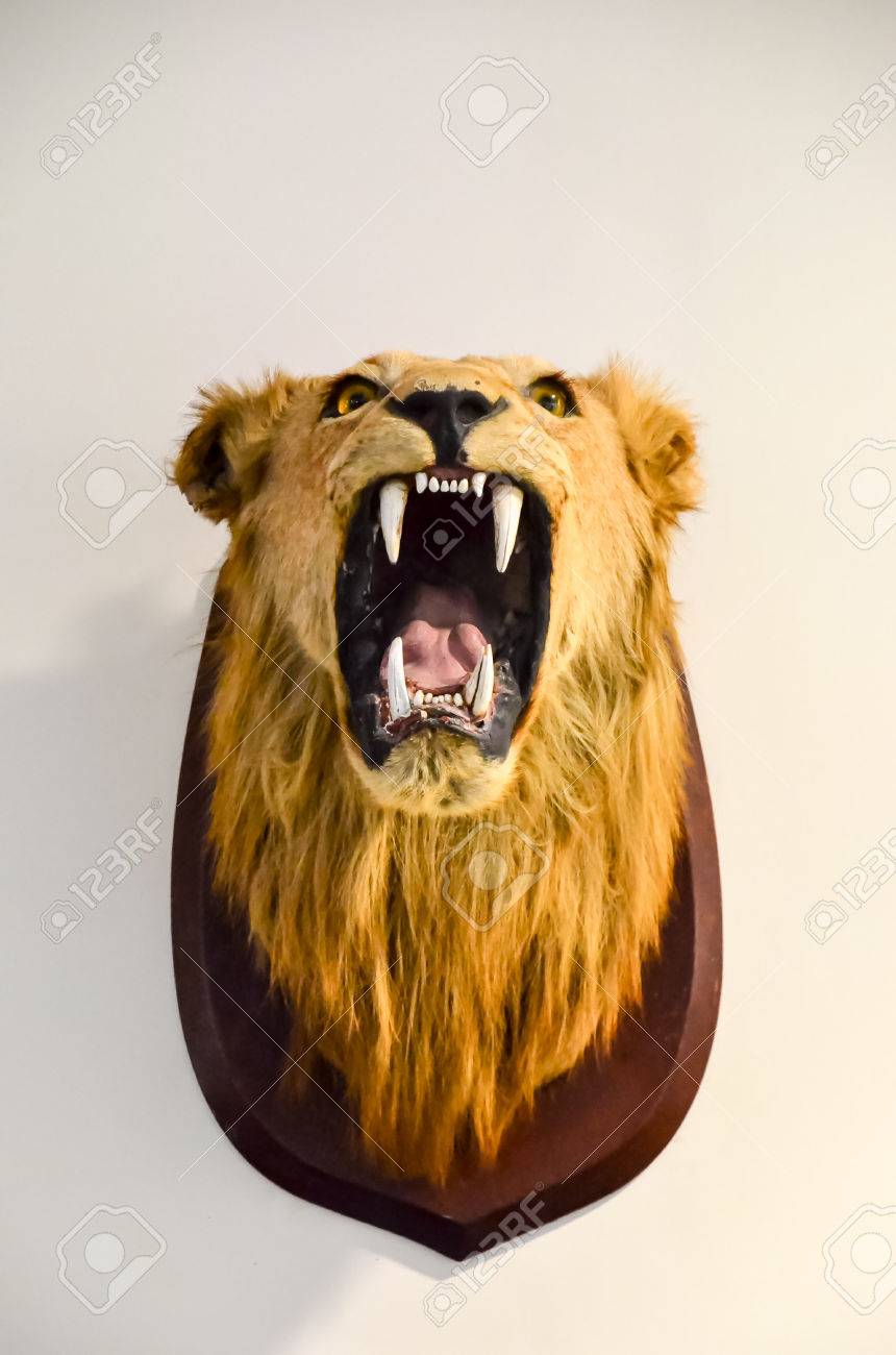 lion head as a trophy on a white wall stock photo picture and