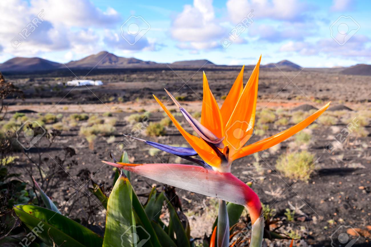 Plante Espagnole De Loiseau De Paradis En Pleine Saison Floraison Lanzarote îles Canaries Espagne