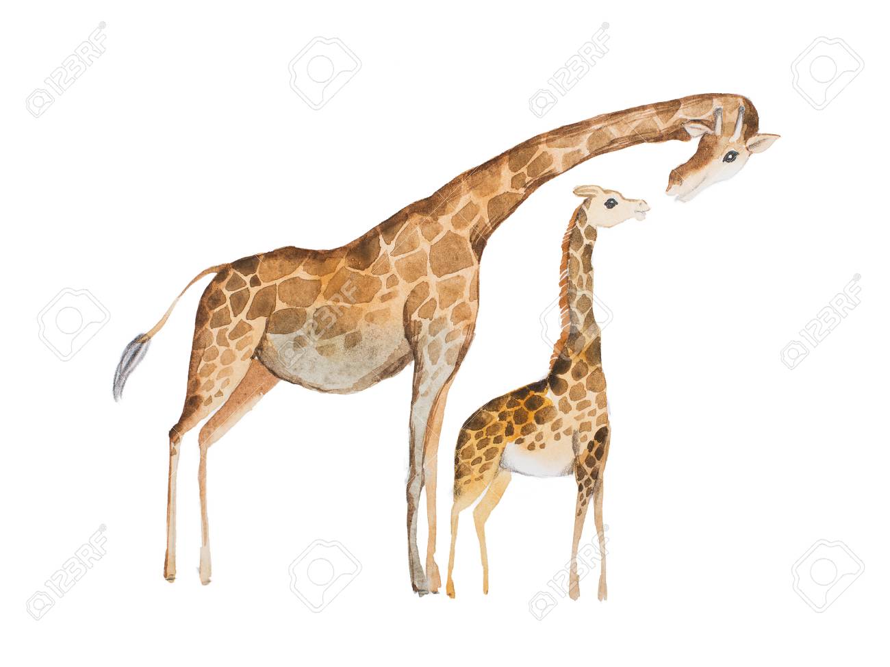 Watercolor illustration of giraffe mother and baby - 80694365 Watercolor illustration of giraffe mother and baby - 80694365