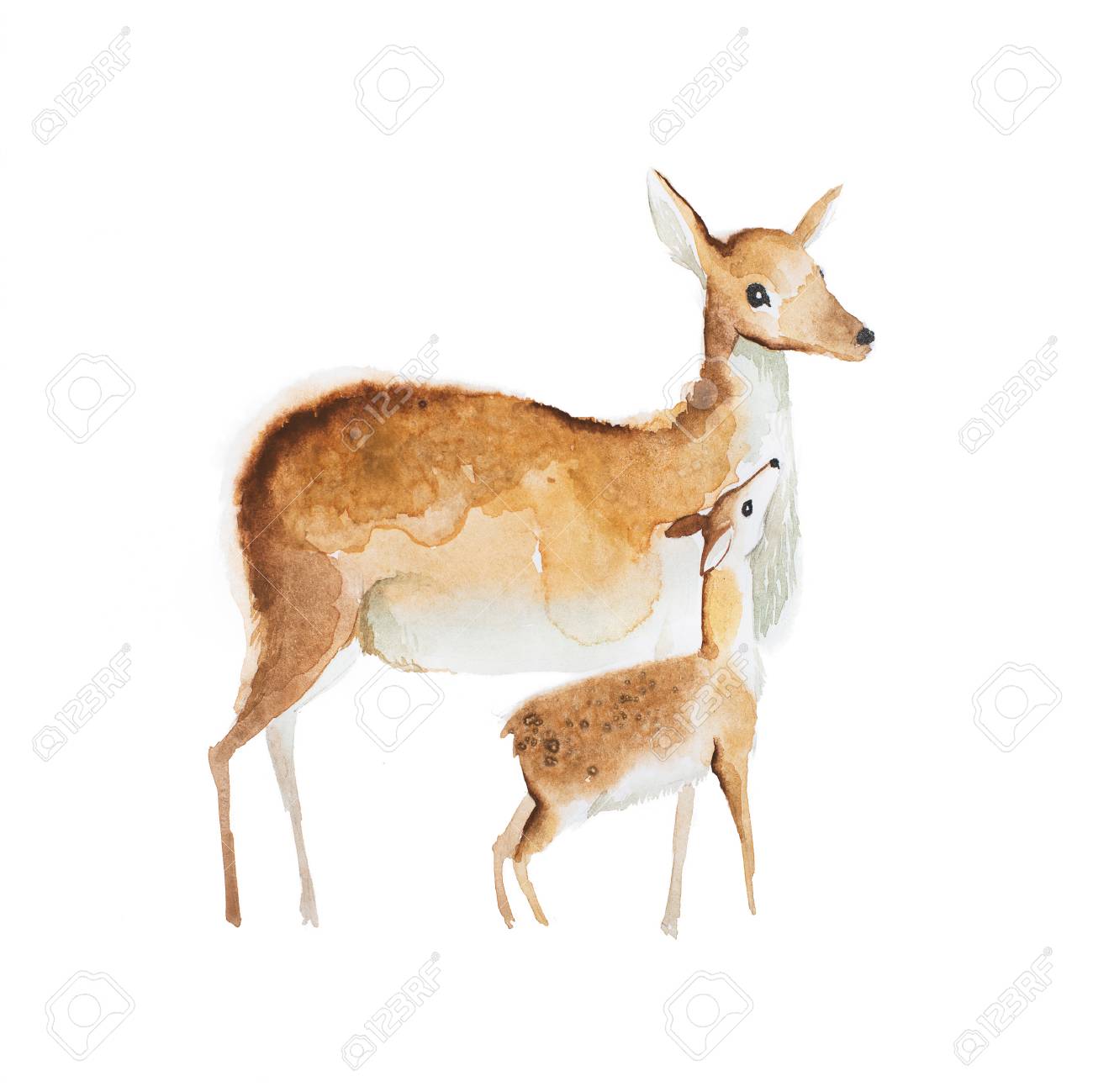 watercolor drawing of mother deer and a fawn stock photo picture
