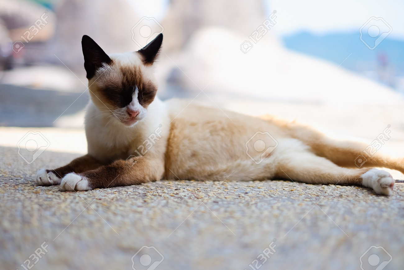 etiam-dictum-ipsum-a-felis