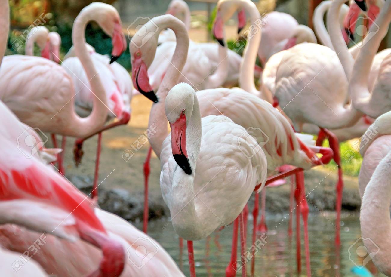 フラミンゴ鳥の群れ の写真素材 画像素材 Image