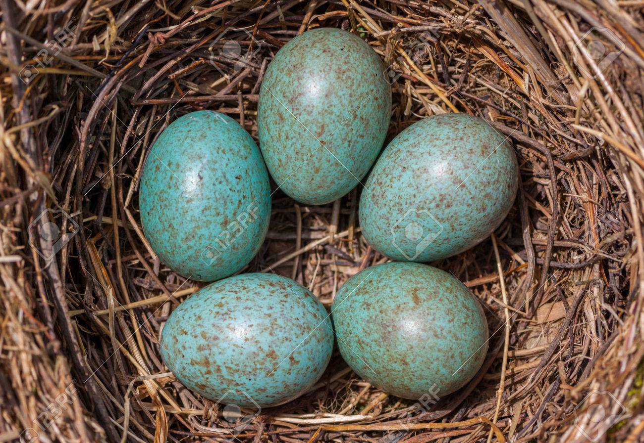 Bird's Blackbird Nest - Five turquoise speckled eggs in the nest - 52382985 Bird's Blackbird Nest - Five turquoise speckled eggs in the nest - 52382985