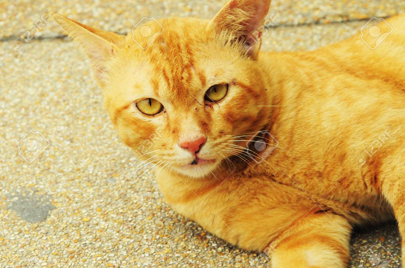 etiam-dictum-ipsum-a-felis