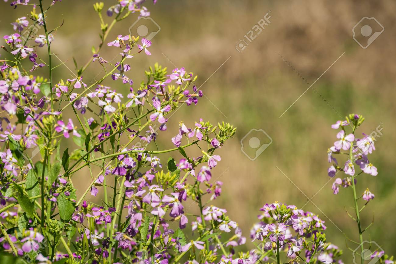 野生の大根 ダイコン ハマダイコン又は 花 サンフランシスコベイ エリア カリフォルニア州 の写真素材 画像素材 Image